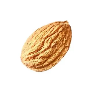一颗杏仁 PNG免抠