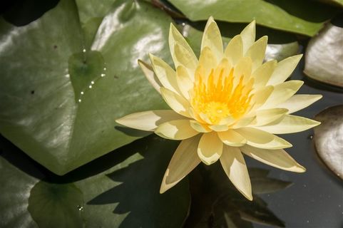 唯美睡莲高清图片