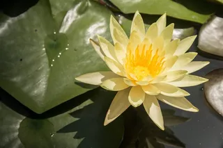 唯美睡莲高清图片