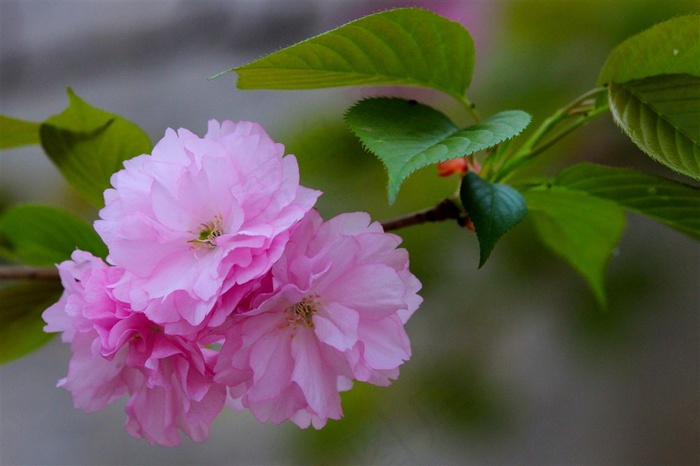 鲜花粉色樱花高清图片