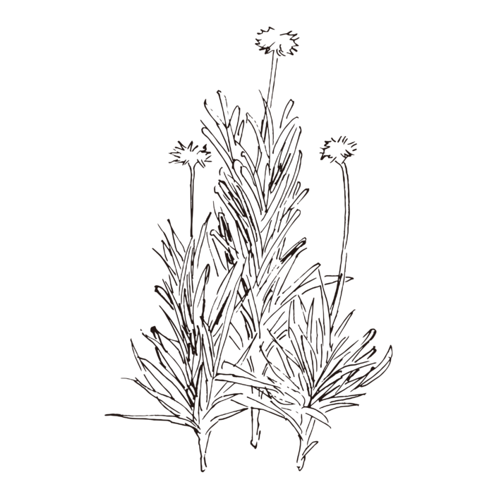 线条草本花卉手绘植物-矢车菊