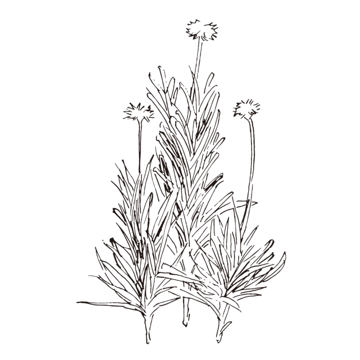 线条草本花卉手绘植物-矢车菊