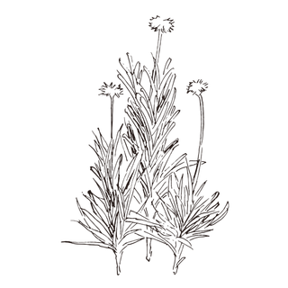 线条草本花卉手绘植物-矢车菊