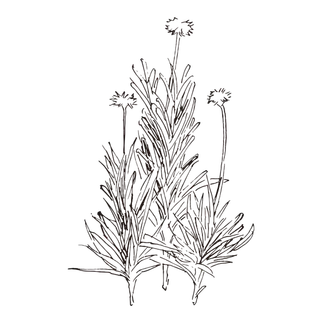 线条草本花卉手绘植物-矢车菊