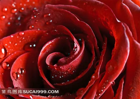 玫瑰花  情人礼物