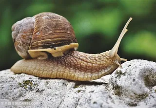 岩石上爬行的蜗牛特写摄影高清图片