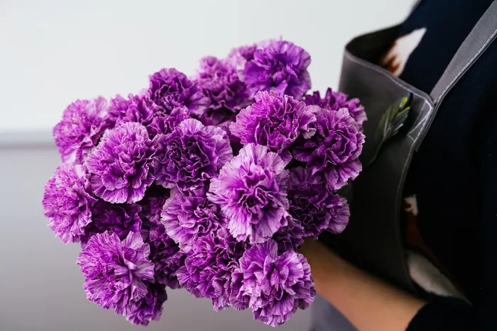 一束紫色补血草