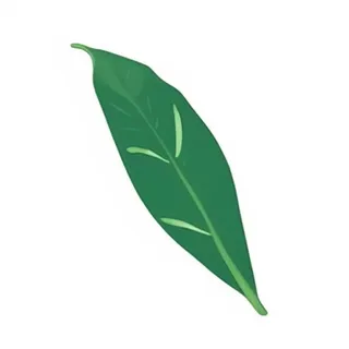 一片树叶png免抠