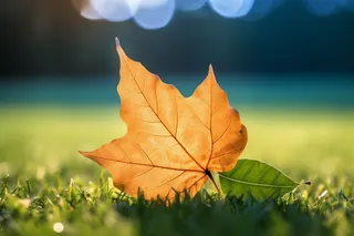 草地上的一片黄色梧桐叶摄影图