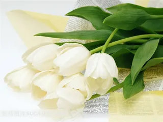 白色郁金香鲜花摄影图片素材