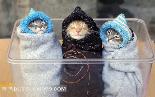 穿着衣服的三只小猫