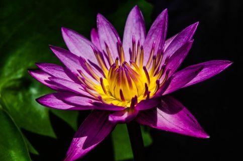 漂亮紫色莲花图片 漂亮紫色莲花图片