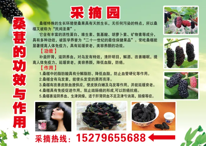桑葚的功效与作用psd模版下载