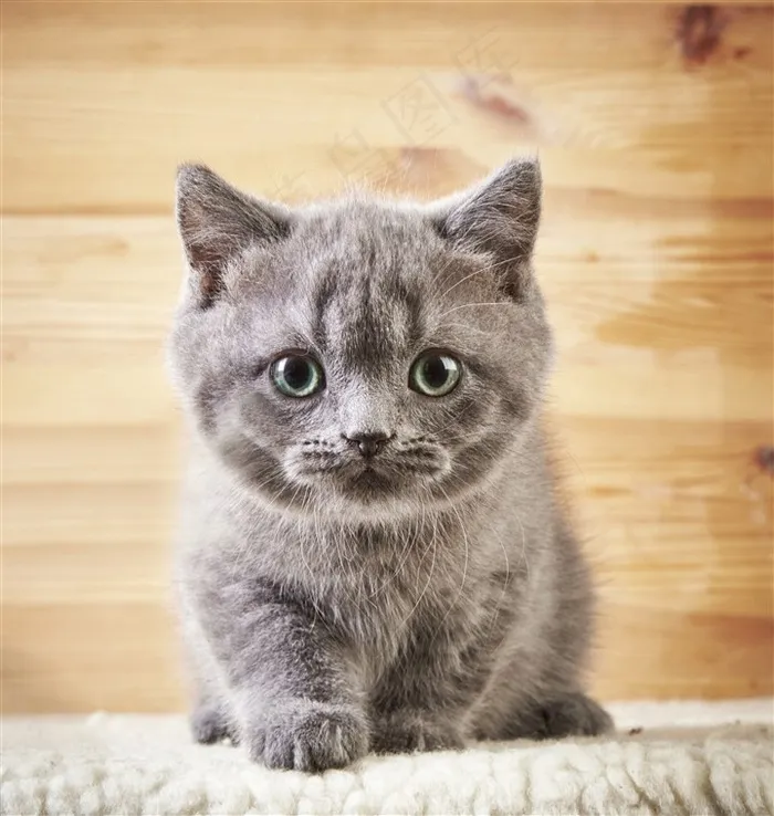 萌萌哒灰色小猫咪图片