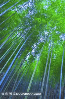 九龙竹海中茂密翠绿的竹林