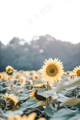 向日葵唯美花朵图片