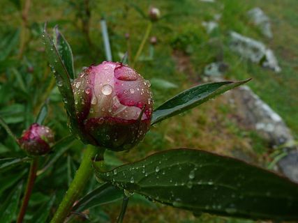 风景 露水 素材拍摄 (197)