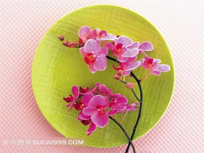 精美兰花鲜花图片
