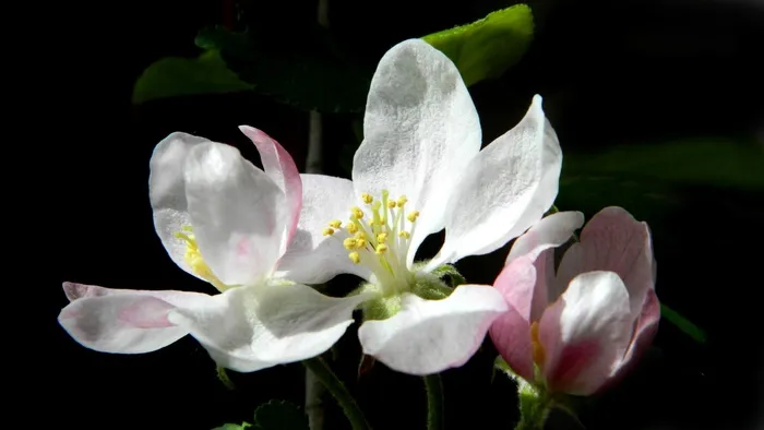 苹果花开花图片
