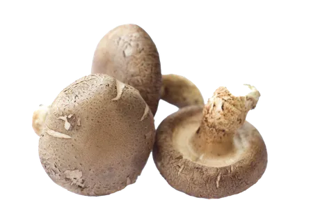 香菇 (8)超市商品白底图免抠实物摄影png格式图片透明底