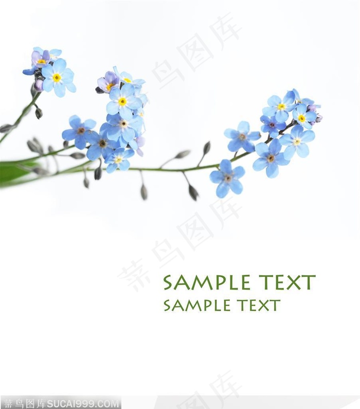 一枝漂亮的兰花