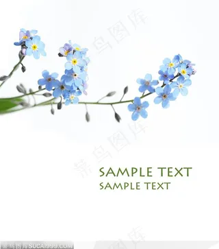 一枝漂亮的兰花