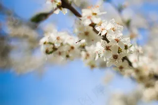 枝头白色花朵图片 枝头白色花朵图片