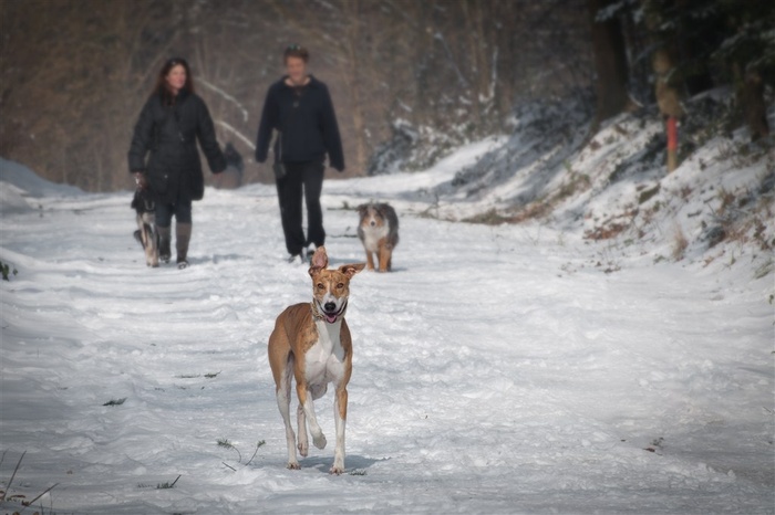 雪地里的宠物狗素材