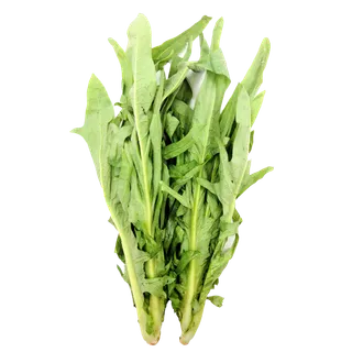 苦麦菜 (2)超市商品白底图免抠实物摄影png格式图片透明底