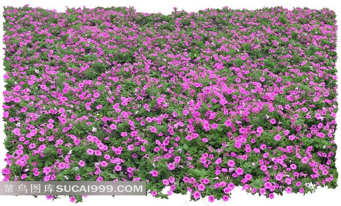 成片的紫色小菊花