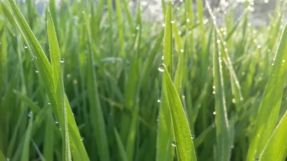 清晨雨珠绿色壁纸图片 清晨雨珠绿色壁纸图片