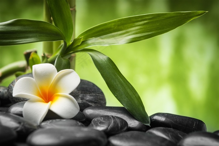 石头堆上的富贵竹和鸡蛋花