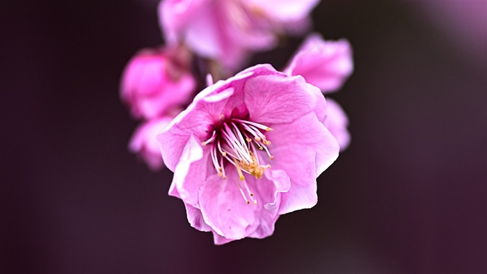 美丽的梅花鲜花图片