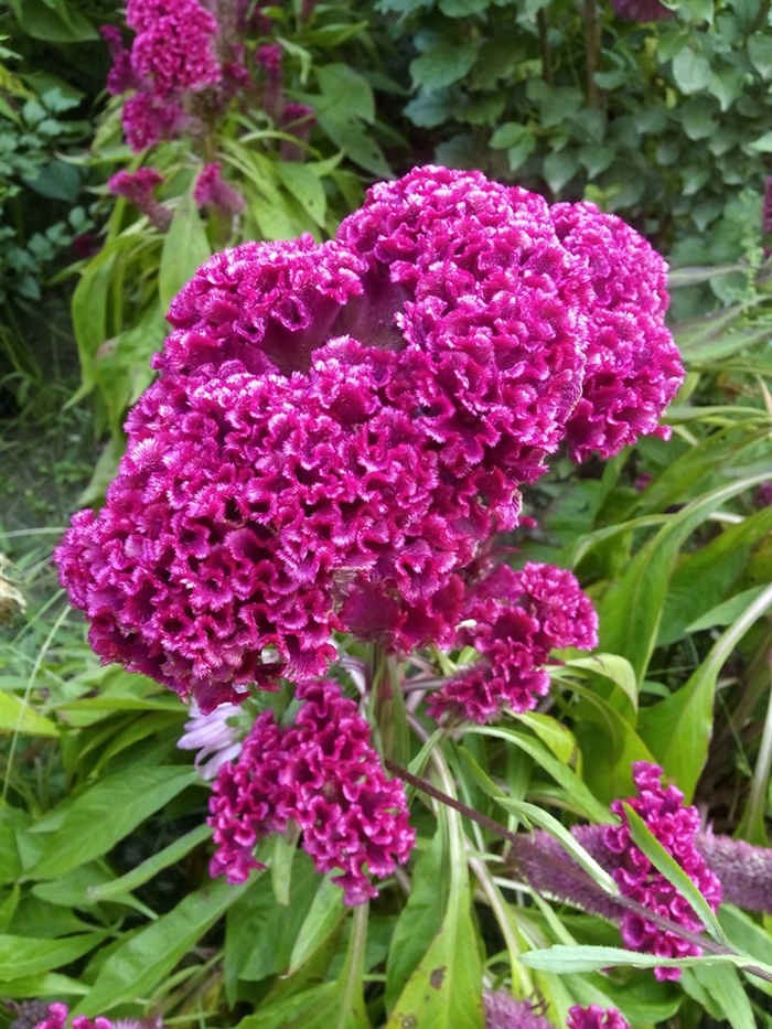 漂亮的鸡冠花图片