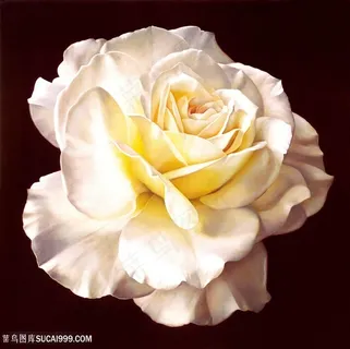 乡村花卉高清花朵装饰画 乡村花卉高清花朵装饰画