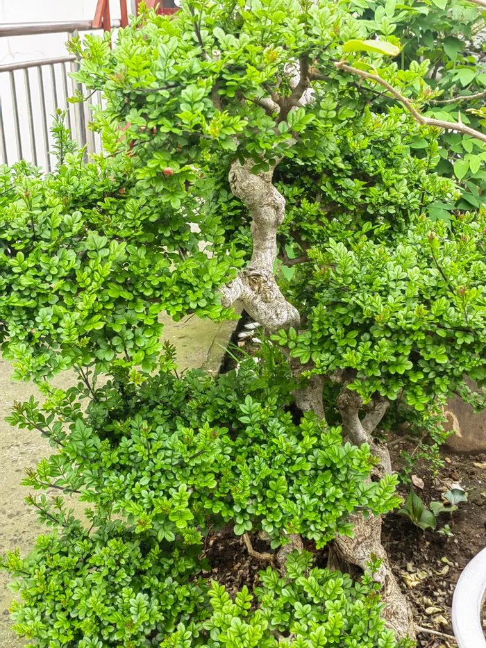 景观树黄杨
