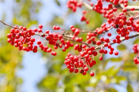 秋天唯美红色相思豆高清图片 秋天唯美红色相思豆高清图片