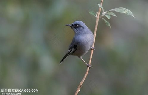 丽色奇鹛鸟类图片
