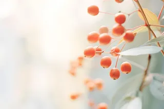 淡雅枝叶红果背景