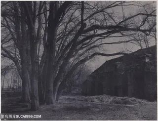 大树村庄美景风景画