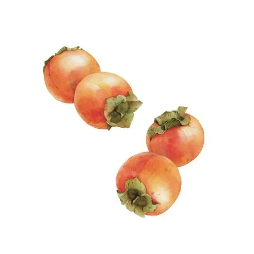 柿子 PNG免抠(501x501)
