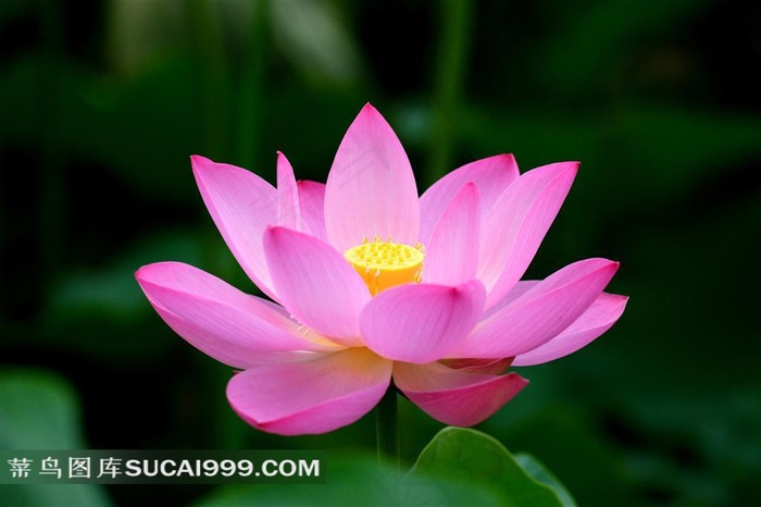 盛开的粉红荷花高清图片