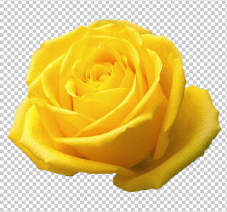 黄玫瑰七夕爱情黄色花朵