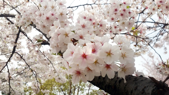 开满枝头的樱花图片