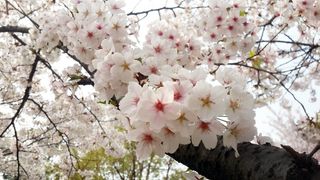 开满枝头的樱花图片