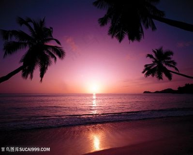 黄昏沙滩椰树风景画