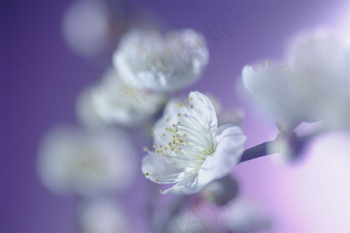 唯美白色樱花鲜花图片