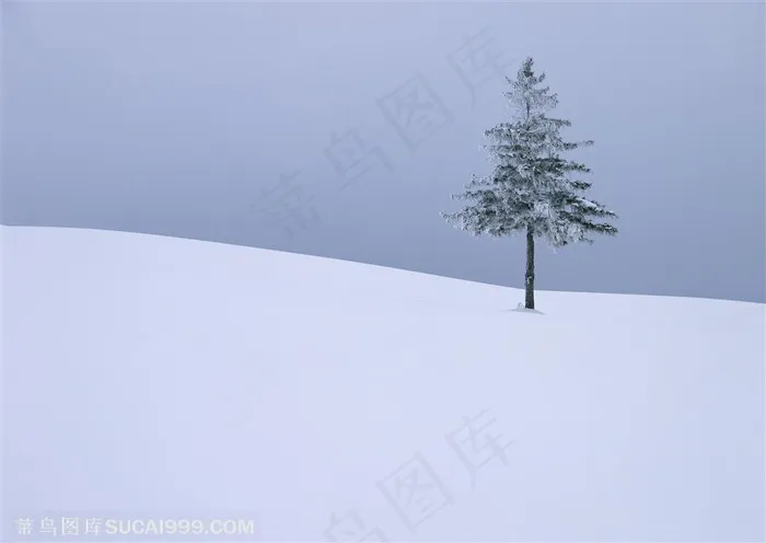 树林树木-屹立在坡地上雪地里的一颗被雪包裹着的松树