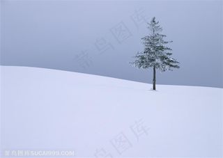 树林树木-屹立在坡地上雪地里的一颗被雪包裹着的松树