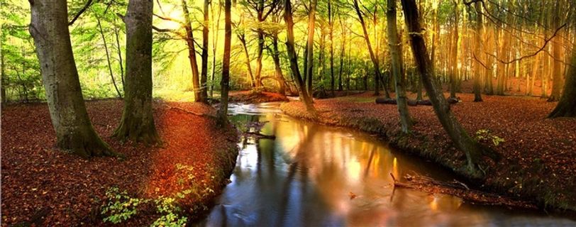 山野密林树林图片